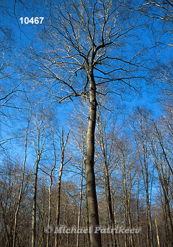 American Beech (Fagus grandifolia)